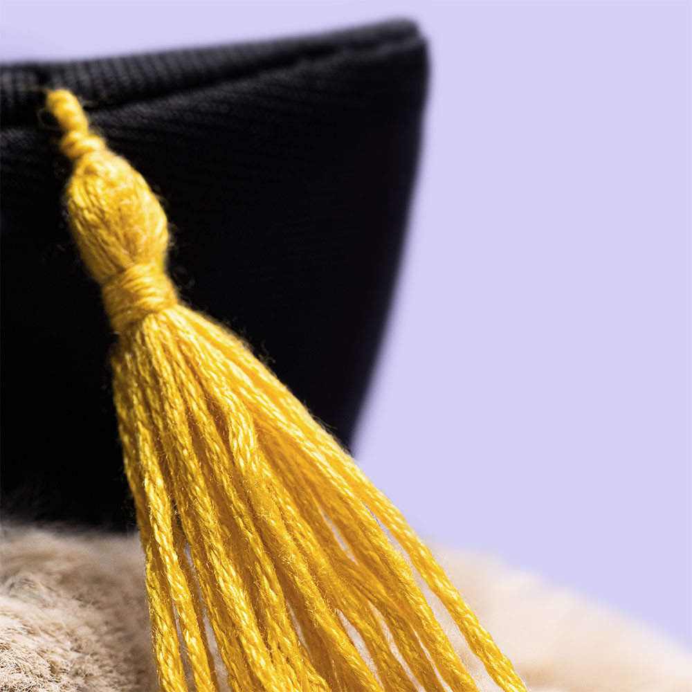 Bashful Bunny ‘Graduation’ - Image 2