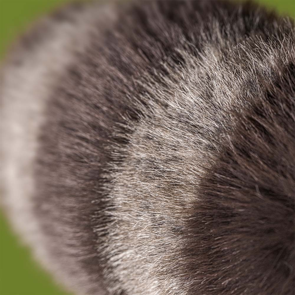 Trixiwoo Raccoon - Image 2